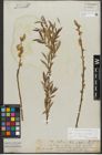 Foto von Salix triandra L. x Salix viminalis L.